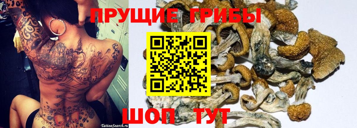 Псилоцибиновые грибы Psilocybe Выкса